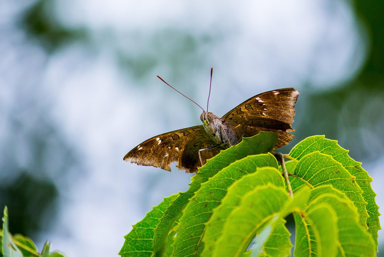 https://cdn.pixabay.com/photo/2022/06/14/14/59/insect-7262124_1280.jpg