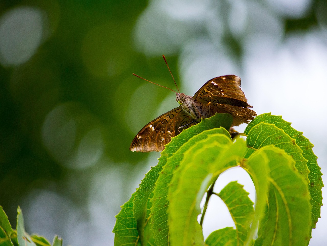 昆虫 野生动物 自然 - Pixabay上的免费照片 - Pixabay
