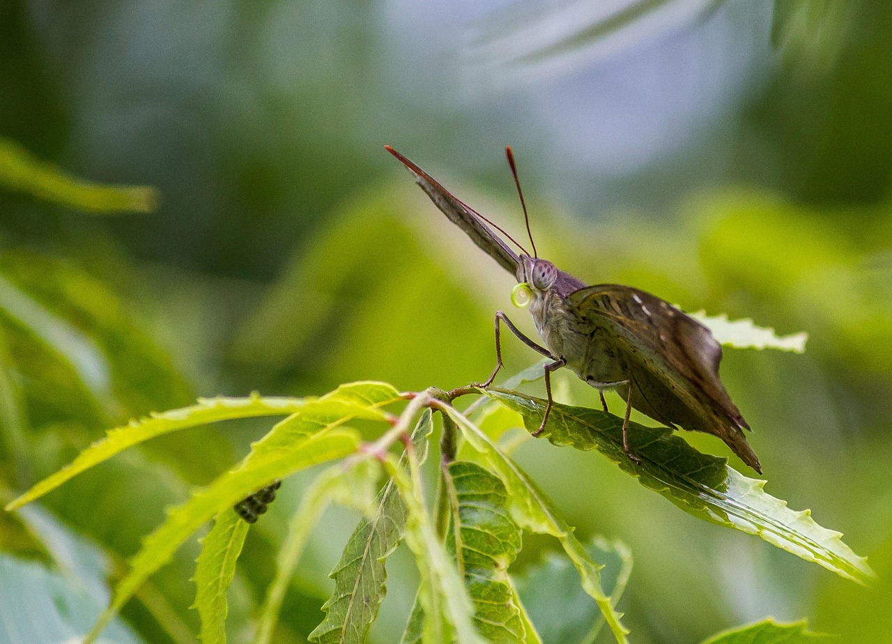 昆虫 野生动物 自然 - Pixabay上的免费照片 - Pixabay