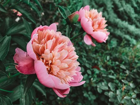 Free Peony Flower photo and picture