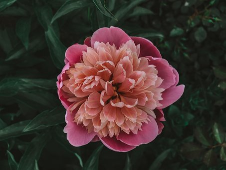Free Peony Flower photo and picture