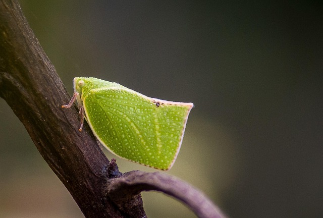 Free Green Planthopper Insect photo and picture