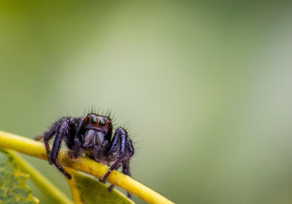 Insect Spider Wildlife - Free photo on Pixabay