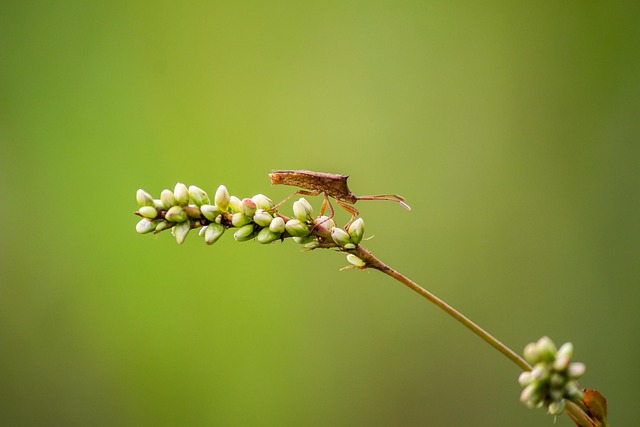 10,000+ Free True Bugs & Bug Images - Pixabay