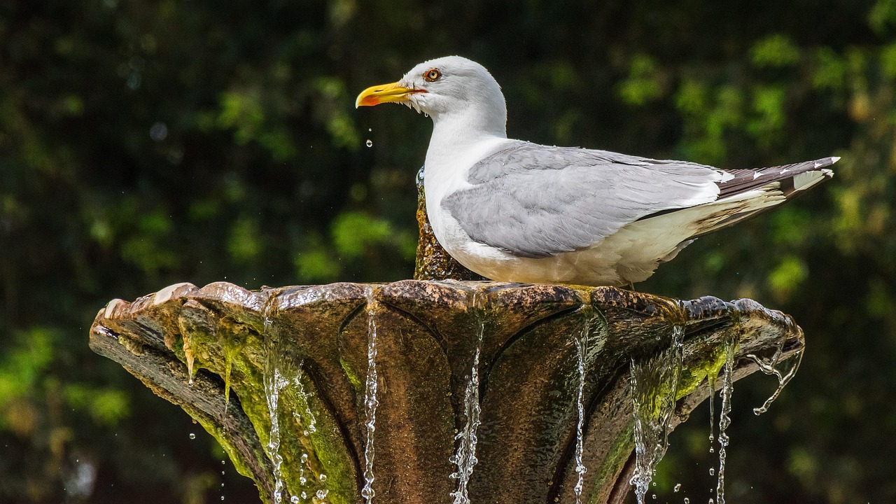 https://cdn.pixabay.com/photo/2022/06/14/18/01/seagull-7262576_1280.jpg