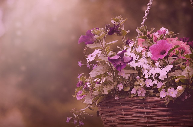 Free Flowers Nature photo and picture
