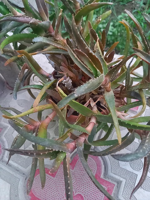 Free Plants Aloe Aloe photo and picture