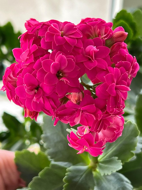 Floare, Distracţie, Vară, Natura