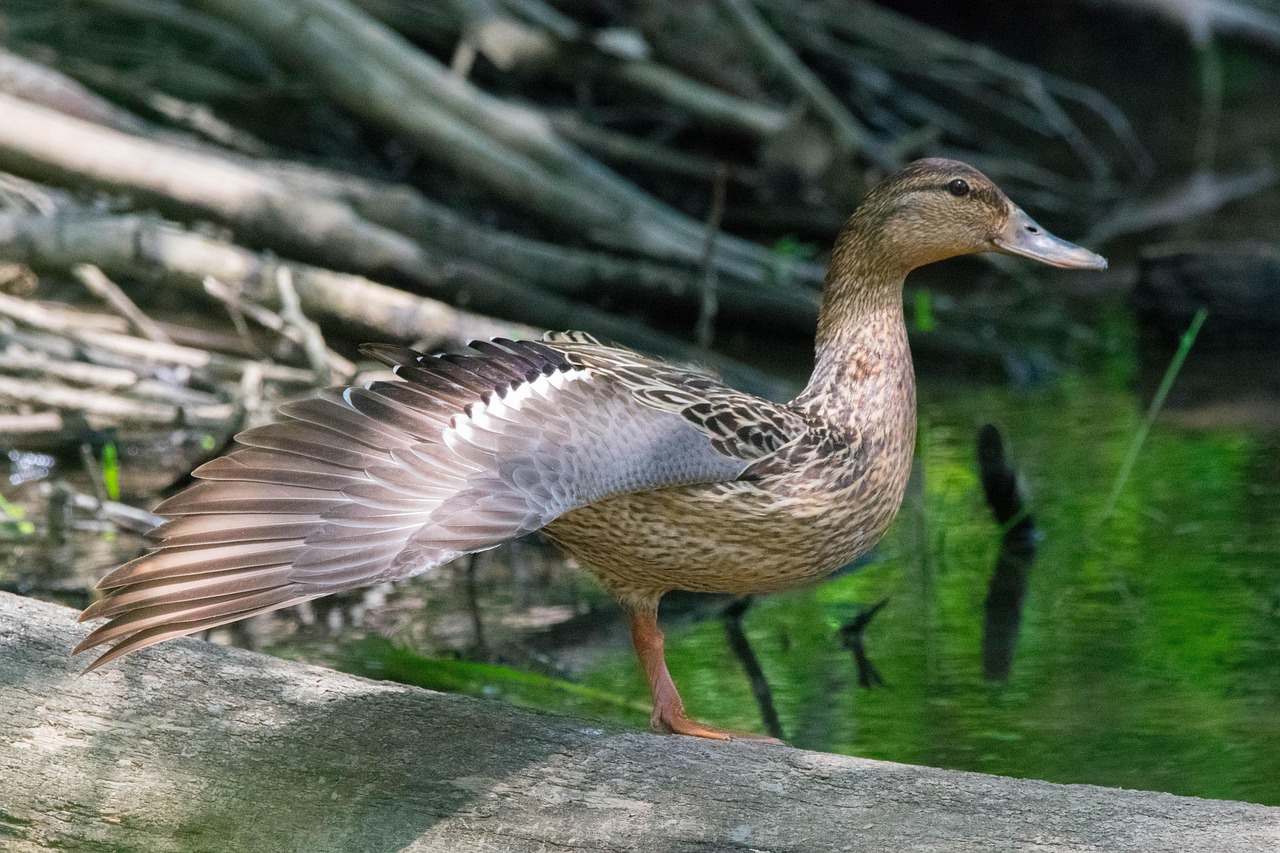 https://cdn.pixabay.com/photo/2022/06/14/19/50/duck-7262739_1280.jpg