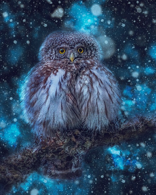 Free eurasian pygmy owl owl bird illustration