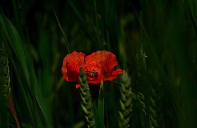 Free Flower Petals photo and picture