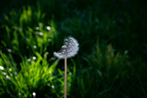 Løvetann, Løvetann Lo, Taraxacum
