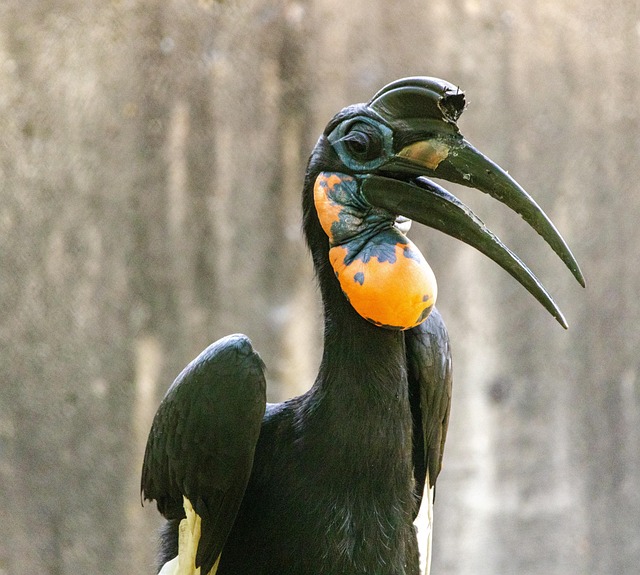 Free Hornbill Bird photo and picture