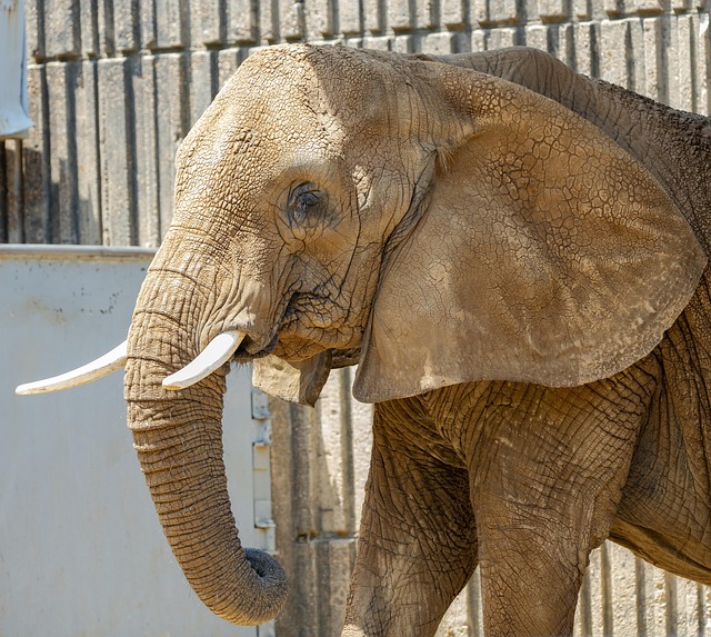 Free Elephant Animal photo and picture
