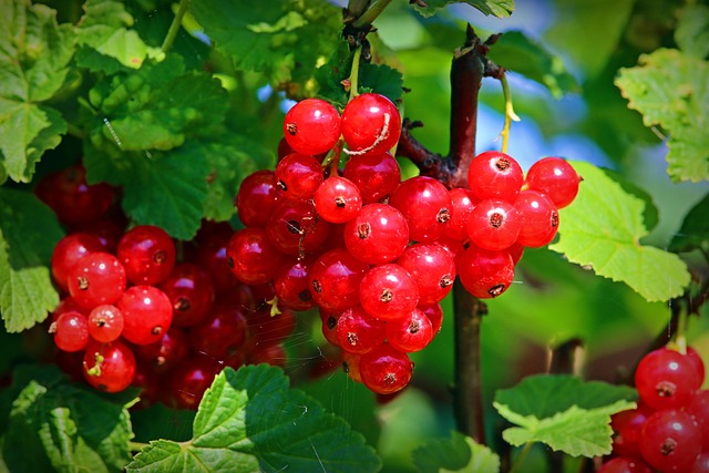 Grosellas Fruta Comida - Foto gratis en Pixabay