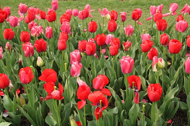 tulppaani-kukat-kukka-t-ydess-ilmainen-valokuva-pixabayssa-pixabay