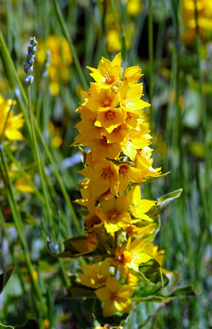 flower, yellow flower, garden, blossom, flower wallpaper, flower background, bloom, nature, flora, beautiful flowers, spring