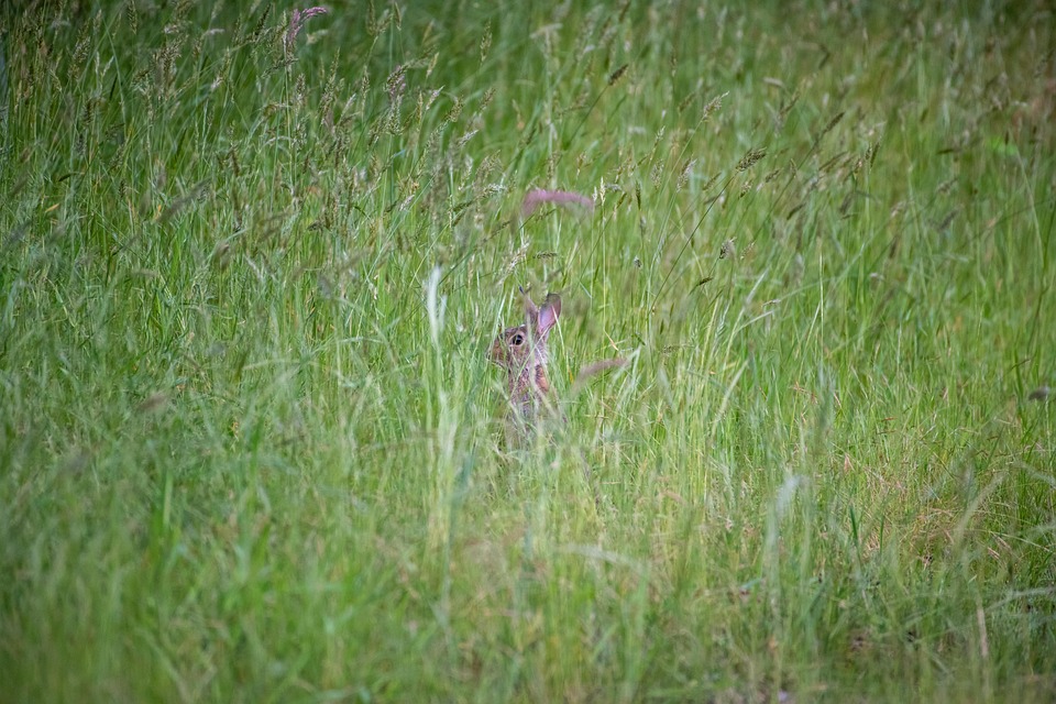 rabbit-7263785_960_720.jpg