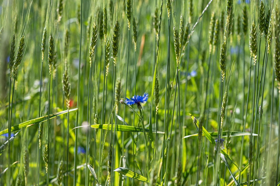 cornflower-7263817_960_720.jpg