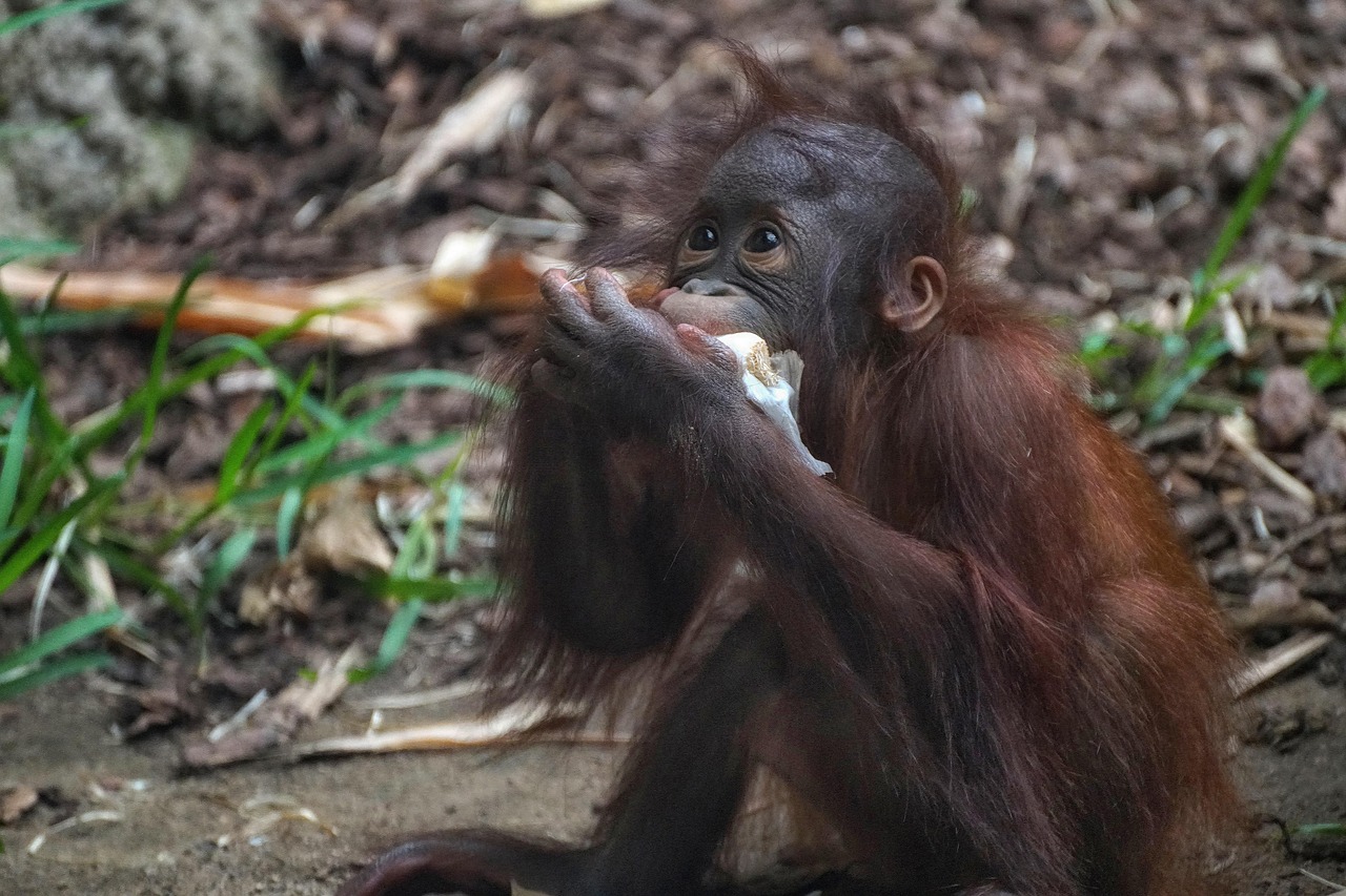 Orangutan - free online jigsaw puzzle photo