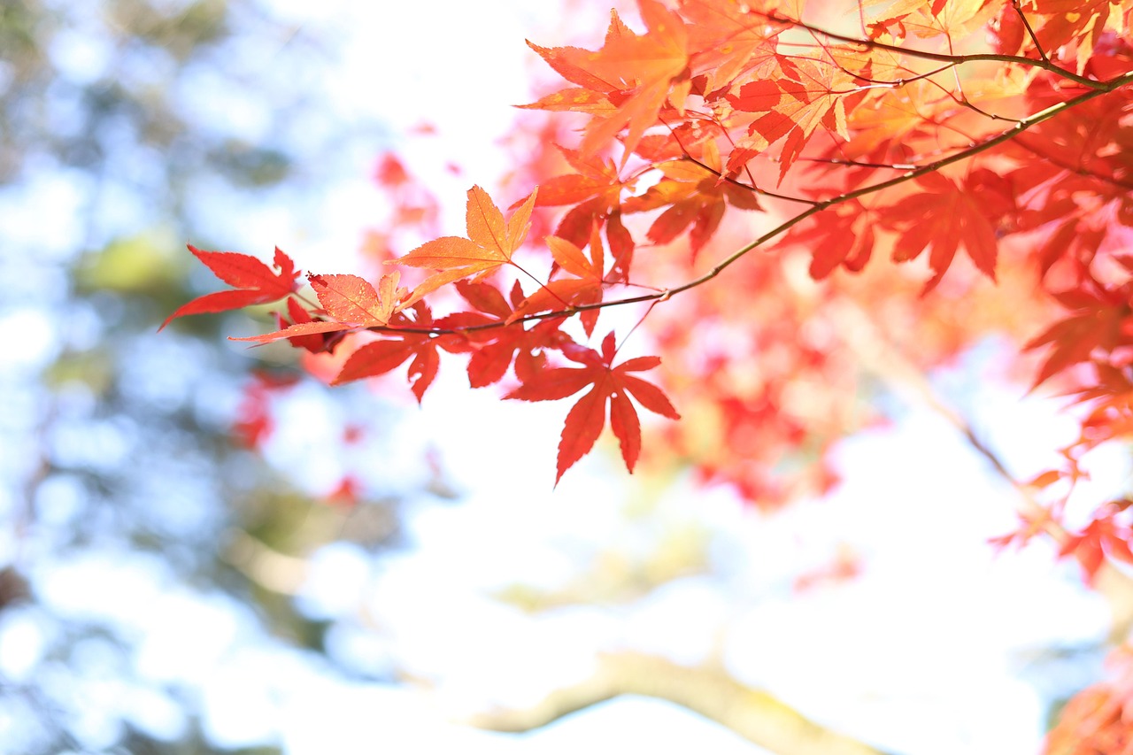 단풍 나뭇잎 떨어지다 - Pixabay의 무료 사진 - Pixabay