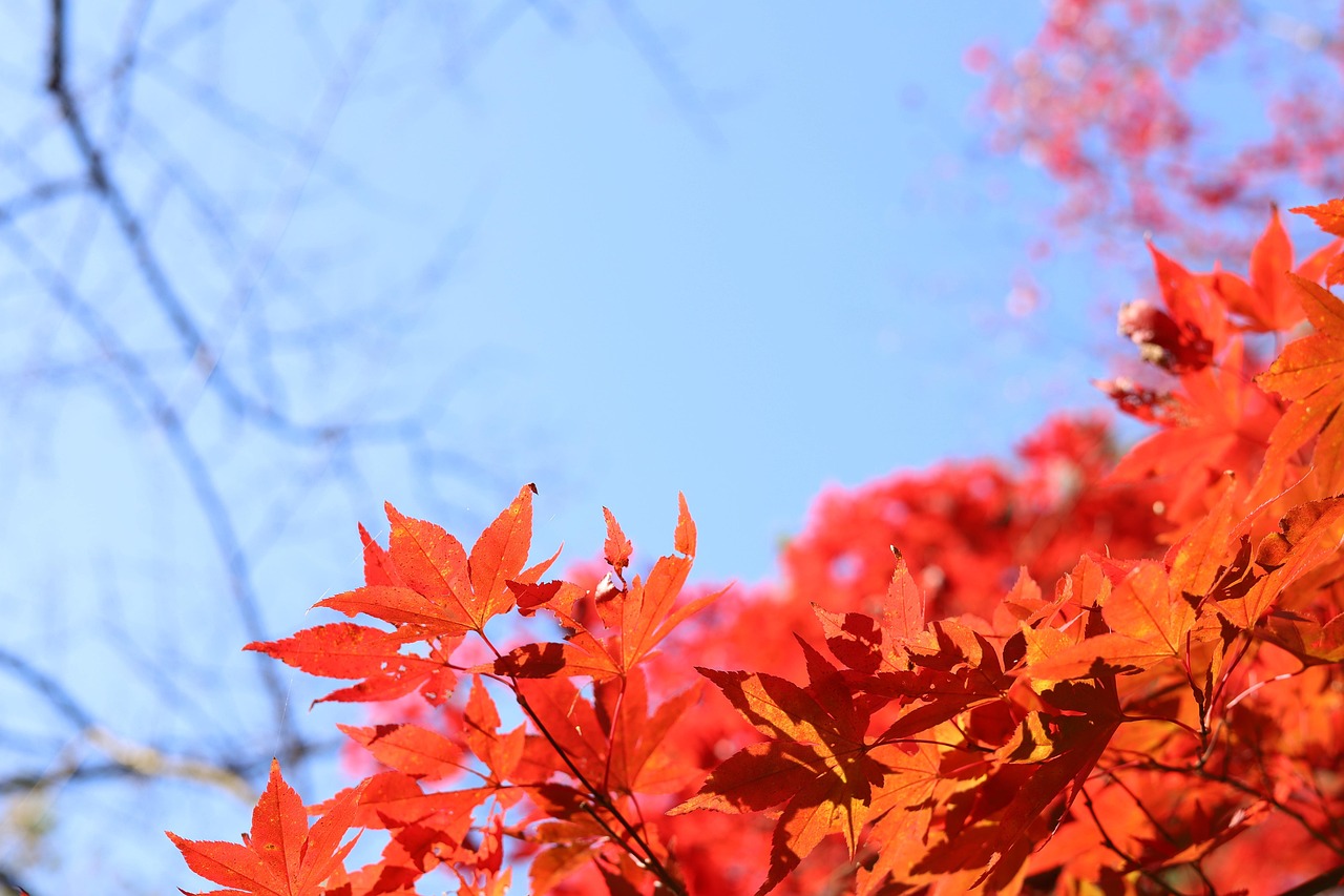 가을 단풍 잎 - Pixabay의 무료 사진 - Pixabay