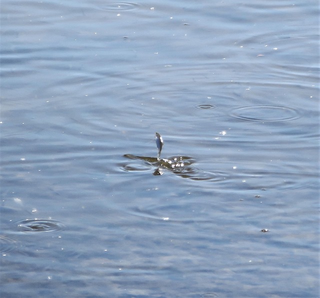 Springender Fisch Fisch Springender Rhein - Kostenloses Foto auf Pixabay - Pixabay