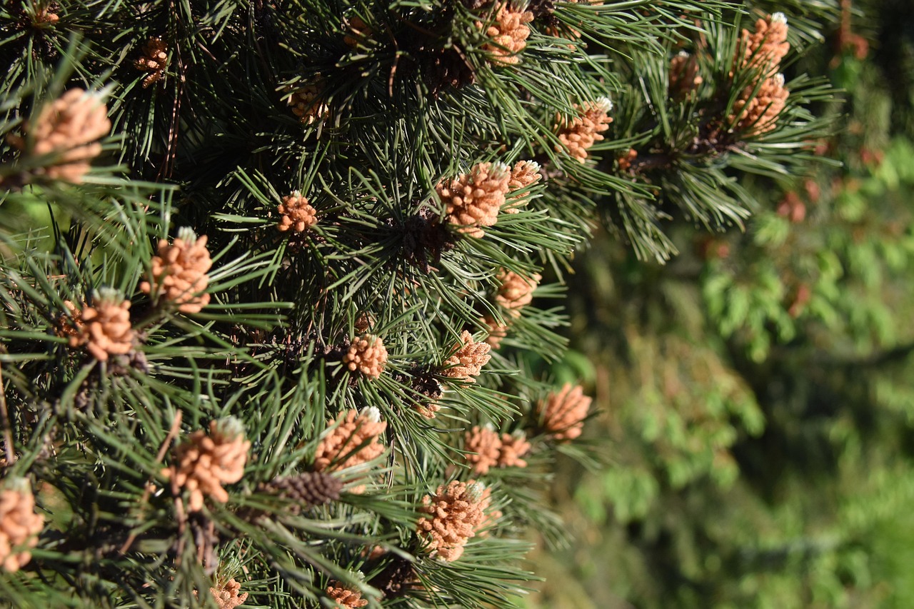 Fir Tree Pine Cones Plant Free photo on Pixabay Pixabay