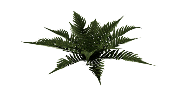 Free Fern Plant illustration and picture