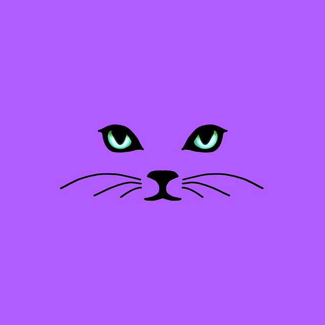 Kat, Natur, Whiskers, Kæledyr, Øjne