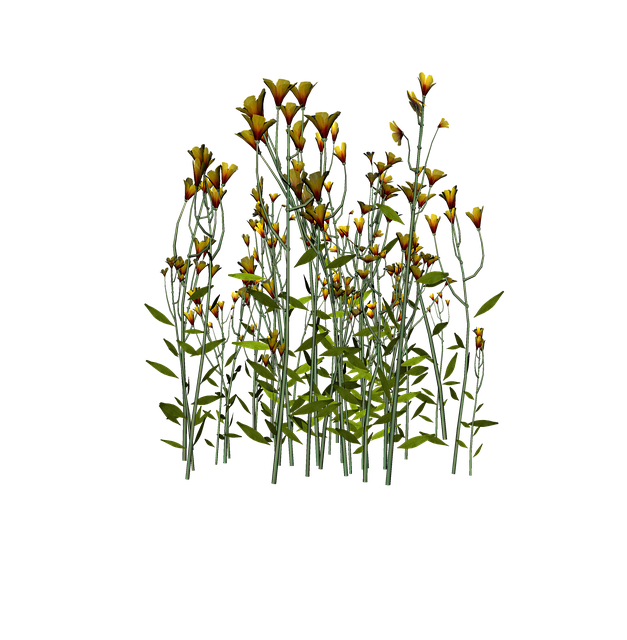 Blumen, Natur, Ausgeschnitten, Blüte