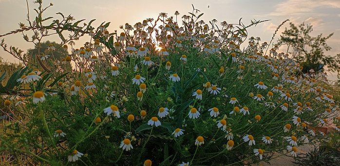 Free Sunset Flower photo and picture