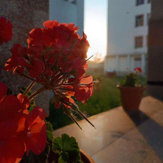 Free Red Sun photo and picture