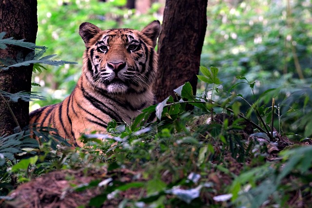 Free Tiger Animal photo and picture