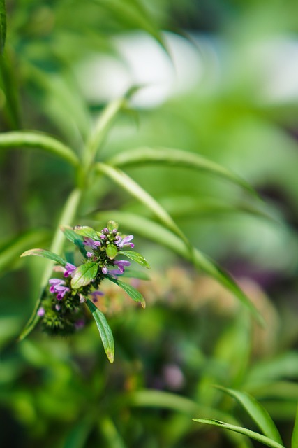 Free Green Leaf photo and picture