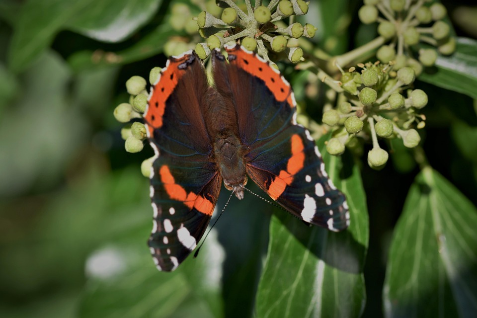 red-admiral-butterfly-7265118_960_720.jp