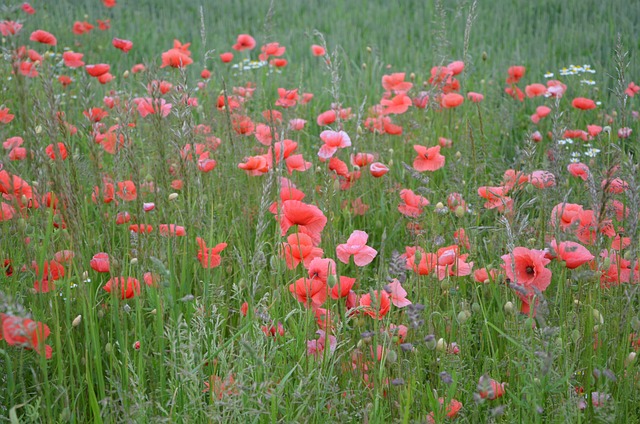Free Poppies Meadow photo and picture