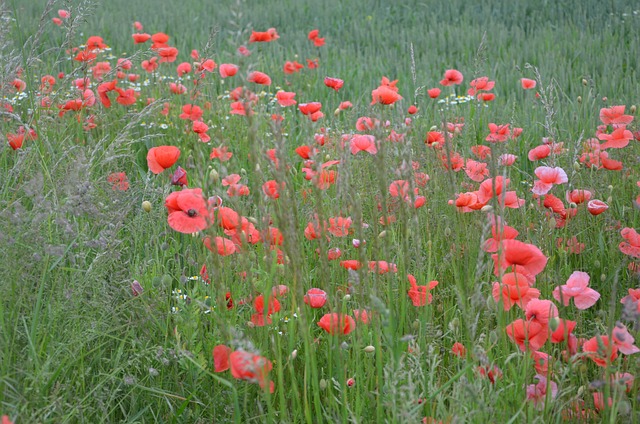 Free Poppies Meadow photo and picture