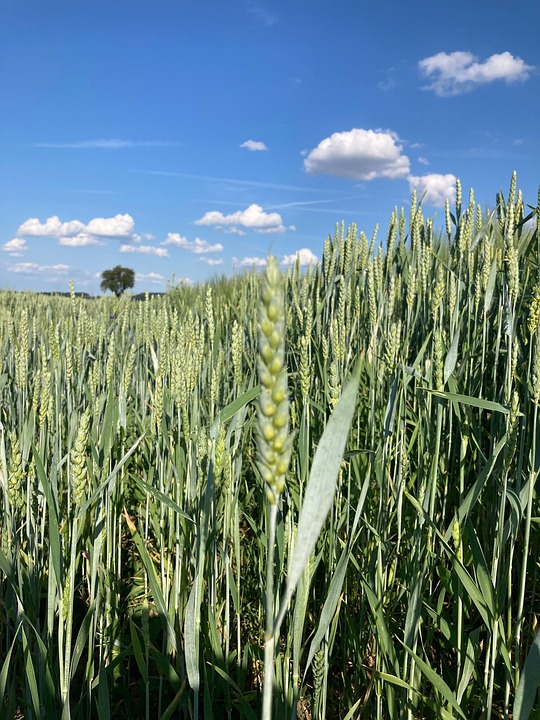 Wheat Corn Rye The - Free photo on Pixabay - Pixabay