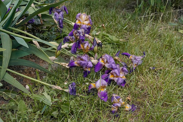 Iris, Græsplæne, Værtshus, Natur