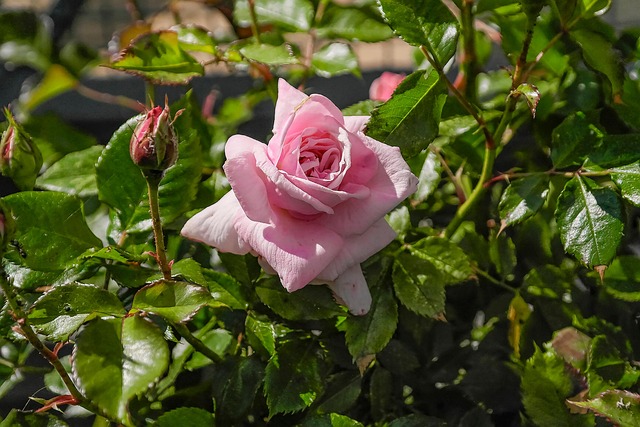 Rose, Blomst, Natur, Lyserød Rose