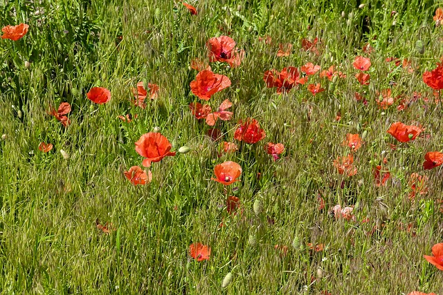 Eng, Natur, Valmuer, Blomster