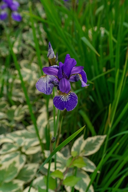 Iris, Blomst, Plante, Lilla Blomst