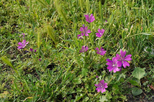 Natur, Blomster, Eng, Græs