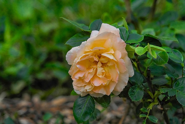 Rose, Blomst, Kronblade, Blomstre
