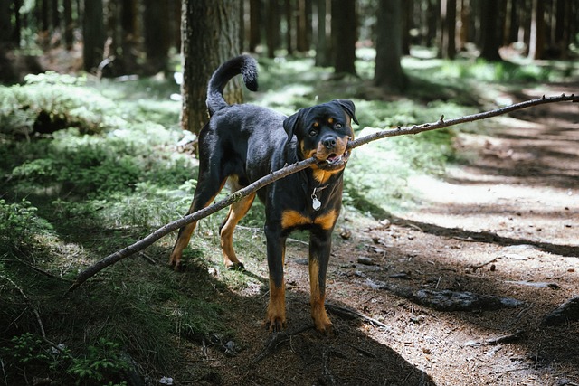 Free Rottweiler Dog photo and picture
