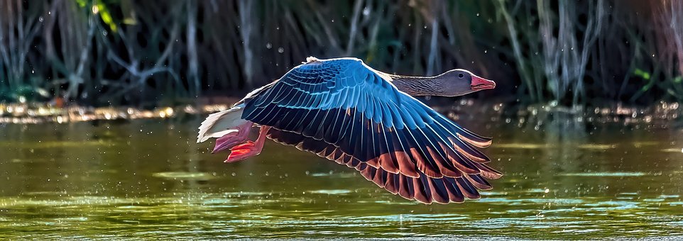 Gans, Vogel, Flügel, Fliegend, Tierwelt