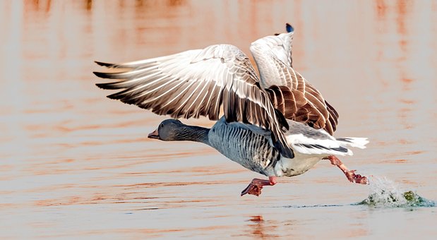 Gans, Vogel, Natur, Flügel, Fliegend