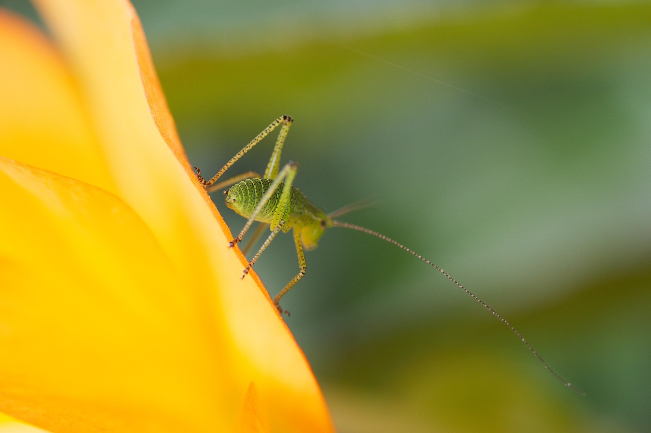 Grasshopper - free online jigsaw puzzle photo