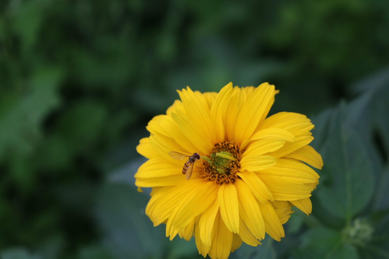 Chrysanthemum Bee Insect Free photo on Pixabay Pixabay